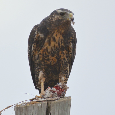 Long-Winged Harrier (juvenile)